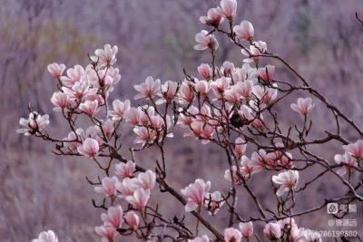 3•8美丽女神节 黑河森林公园专属福利只为你