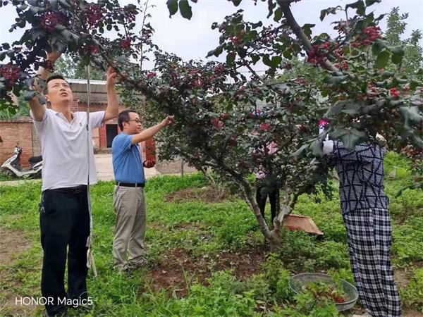 清凉山下驻村人，倾情帮扶促振兴